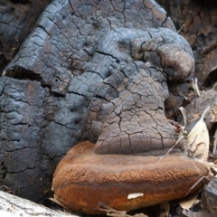 Phellinus sp. (Phellinus sp.) at Bodalla, NSW - 9 Jun 2019 by Teresa