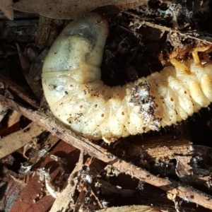 Scarabaeidae (family) at Isaacs, ACT - 14 Jun 2019