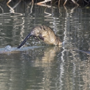 Hydromys chrysogaster at Giralang, ACT - 14 Jun 2019