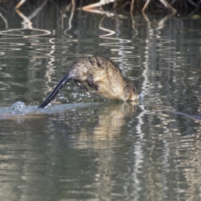 Hydromys chrysogaster (Rakali or Water Rat) at Lake Ginninderra - 14 Jun 2019 by Alison Milton