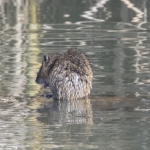 Hydromys chrysogaster at Giralang, ACT - 14 Jun 2019