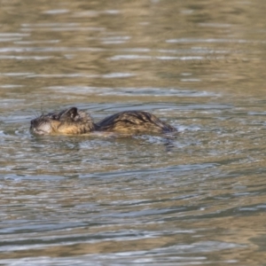 Hydromys chrysogaster at Giralang, ACT - 14 Jun 2019