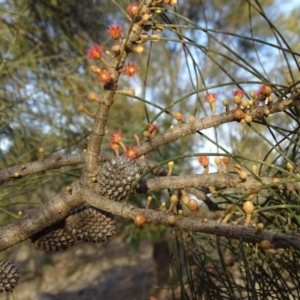 Allocasuarina verticillata at Isaacs, ACT - 12 Jun 2019