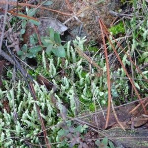 Cladonia sp. (genus) at Isaacs, ACT - 12 Jun 2019 02:51 PM