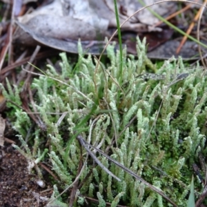 Cladonia sp. (genus) at Isaacs, ACT - 12 Jun 2019 02:51 PM