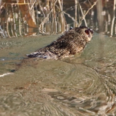 Hydromys chrysogaster (Rakali or Water Rat) at Fyshwick, ACT - 14 Jun 2019 by RodDeb