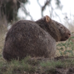 Vombatus ursinus (Common wombat, Bare-nosed Wombat) at Tuggeranong DC, ACT - 27 Mar 2019 by michaelb
