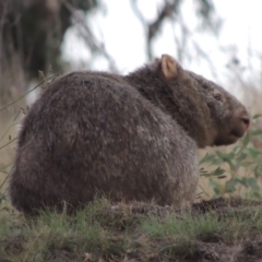 Vombatus ursinus (Bare-nosed Wombat) at Tuggeranong DC, ACT - 27 Mar 2019 by MichaelBedingfield