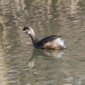 Tachybaptus novaehollandiae at Giralang, ACT - 14 Jun 2019 12:23 PM