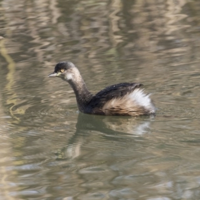 Tachybaptus novaehollandiae (Australasian Grebe) at Giralang Wetlands - 14 Jun 2019 by AlisonMilton