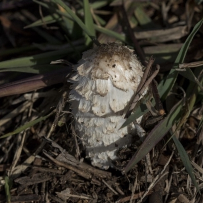 Coprinus comatus (Shaggy Ink Cap) at Lake Ginninderra - 14 Jun 2019 by Alison Milton