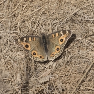 Junonia villida at Giralang, ACT - 14 Jun 2019 11:40 AM