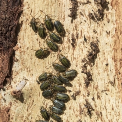 Xanthogaleruca luteola (Elm leaf beetle) at Giralang Wetlands - 14 Jun 2019 by AlisonMilton