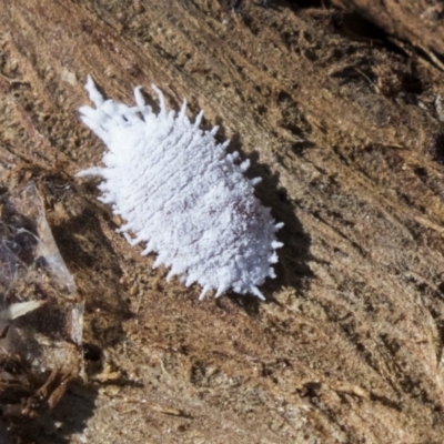 Cryptolaemus montrouzieri (Mealybug ladybird) at Giralang Wetlands - 14 Jun 2019 by AlisonMilton