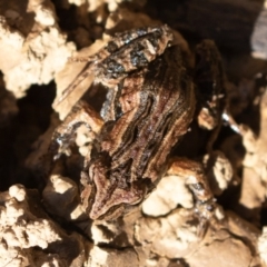 Crinia signifera (Common Eastern Froglet) at Mulligans Flat - 15 Jun 2019 by rawshorty