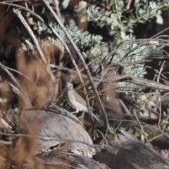 Colluricincla harmonica (Grey Shrikethrush) at Red Hill, ACT - 15 Jun 2019 by LisaH