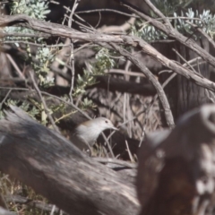 Colluricincla harmonica at Red Hill, ACT - 15 Jun 2019 03:39 PM