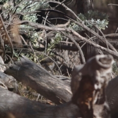 Colluricincla harmonica at Red Hill, ACT - 15 Jun 2019 03:39 PM