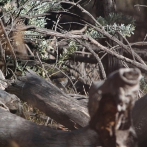 Colluricincla harmonica at Red Hill, ACT - 15 Jun 2019 03:39 PM