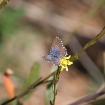 Theclinesthes serpentata (Saltbush Blue) at Red Hill, ACT - 15 Jun 2019 by LisaH