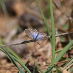 Theclinesthes serpentata at Red Hill, ACT - 15 Jun 2019