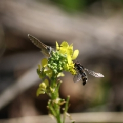 Melangyna sp. (genus) (Hover Fly) at Red Hill, ACT - 15 Jun 2019 by LisaH