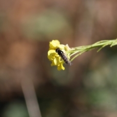 Melangyna sp. (genus) at Red Hill, ACT - 15 Jun 2019