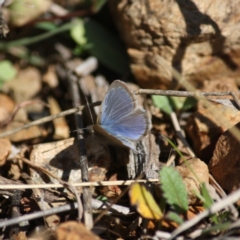 Zizina otis (Common Grass-Blue) at Red Hill, ACT - 15 Jun 2019 by LisaH