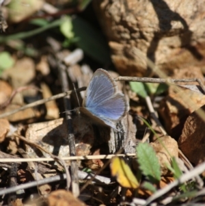 Zizina otis at Red Hill, ACT - 15 Jun 2019 02:51 PM