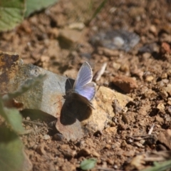 Zizina otis at Red Hill, ACT - 15 Jun 2019 02:51 PM