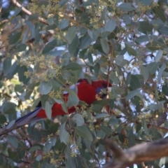 Platycercus elegans (Crimson Rosella) at Red Hill, ACT - 15 Jun 2019 by LisaH