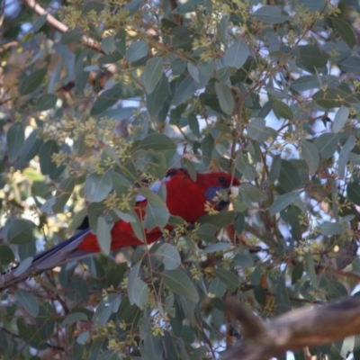 Platycercus elegans (Crimson Rosella) at Red Hill, ACT - 15 Jun 2019 by LisaH