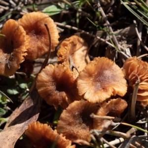 zz agaric (stem; gills not white/cream) at Amaroo, ACT - 15 Jun 2019 01:48 PM