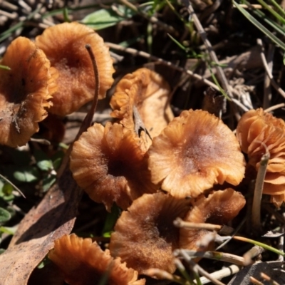 zz agaric (stem; gills not white/cream) at Amaroo, ACT - 15 Jun 2019 by rawshorty