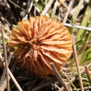 zz agaric (stem; gills not white/cream) at Amaroo, ACT - 15 Jun 2019