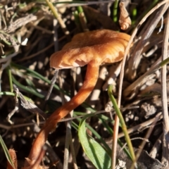 zz agaric (stem; gills not white/cream) at Amaroo, ACT - 15 Jun 2019 01:48 PM