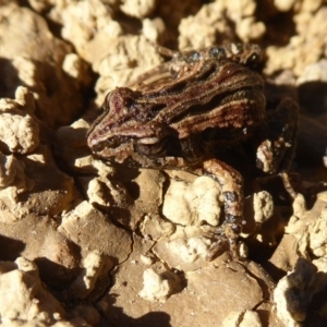 Crinia signifera at Amaroo, ACT - 15 Jun 2019 12:40 PM