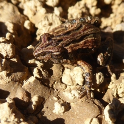 Crinia signifera (Common Eastern Froglet) at Amaroo, ACT - 15 Jun 2019 by Christine