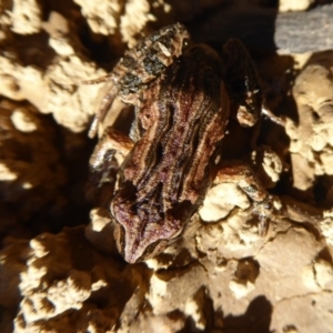 Crinia signifera at Amaroo, ACT - 15 Jun 2019 12:40 PM