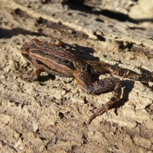 Crinia signifera at Amaroo, ACT - 15 Jun 2019 12:40 PM