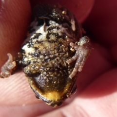 Crinia signifera at Amaroo, ACT - 15 Jun 2019 12:40 PM