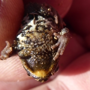 Crinia signifera at Amaroo, ACT - 15 Jun 2019 12:40 PM