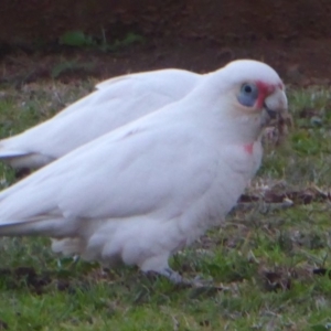 Cacatua tenuirostris X sanguinea at Belconnen, ACT - 14 Jun 2019 05:06 PM