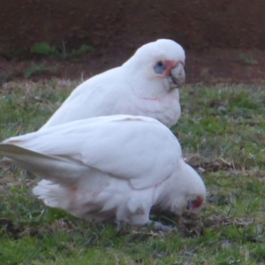 Cacatua tenuirostris X sanguinea at Belconnen, ACT - 14 Jun 2019