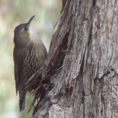 Cormobates leucophaea (White-throated Treecreeper) at Amaroo, ACT - 15 Jun 2019 by Christine