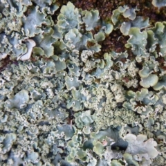 Unidentified Moss, Lichen, Liverwort, etc at Mulligans Flat - 15 Jun 2019 by Christine