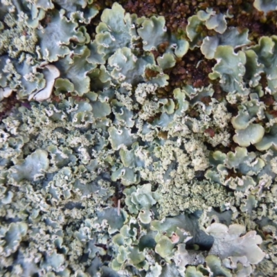 Unidentified Lichen, Moss or other Bryophyte at Amaroo, ACT - 15 Jun 2019 by Christine