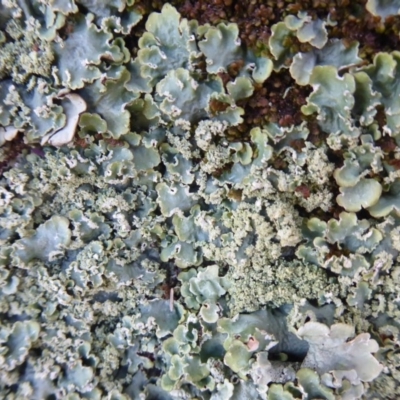 Unidentified Moss, Lichen, Liverwort, etc at Amaroo, ACT - 15 Jun 2019 by Christine