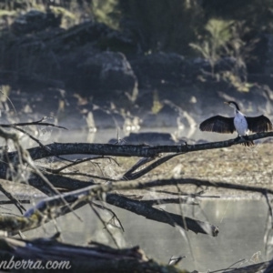 Microcarbo melanoleucos at Coree, ACT - 2 Jun 2019 08:28 AM