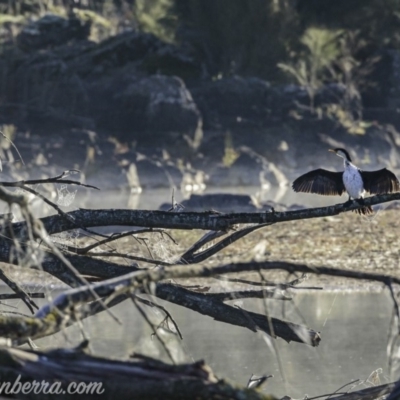 Microcarbo melanoleucos (Little Pied Cormorant) at Coree, ACT - 2 Jun 2019 by BIrdsinCanberra